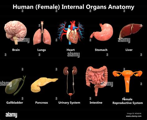 sex organs.